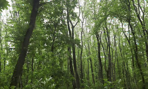 Mesmeriza Forest Walk
